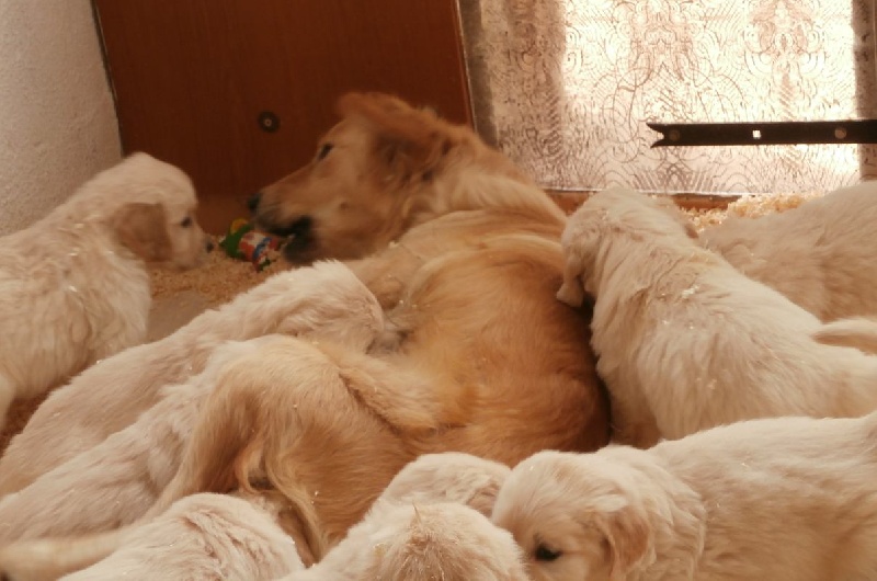 Bébés de Ferrari et Dream Team des Jardins d'Epona