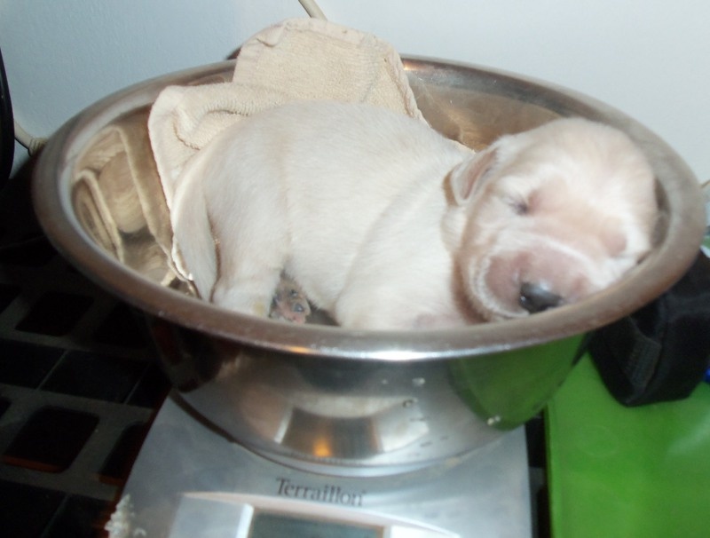 Bébés de Cassiopée la pesée du 30/11