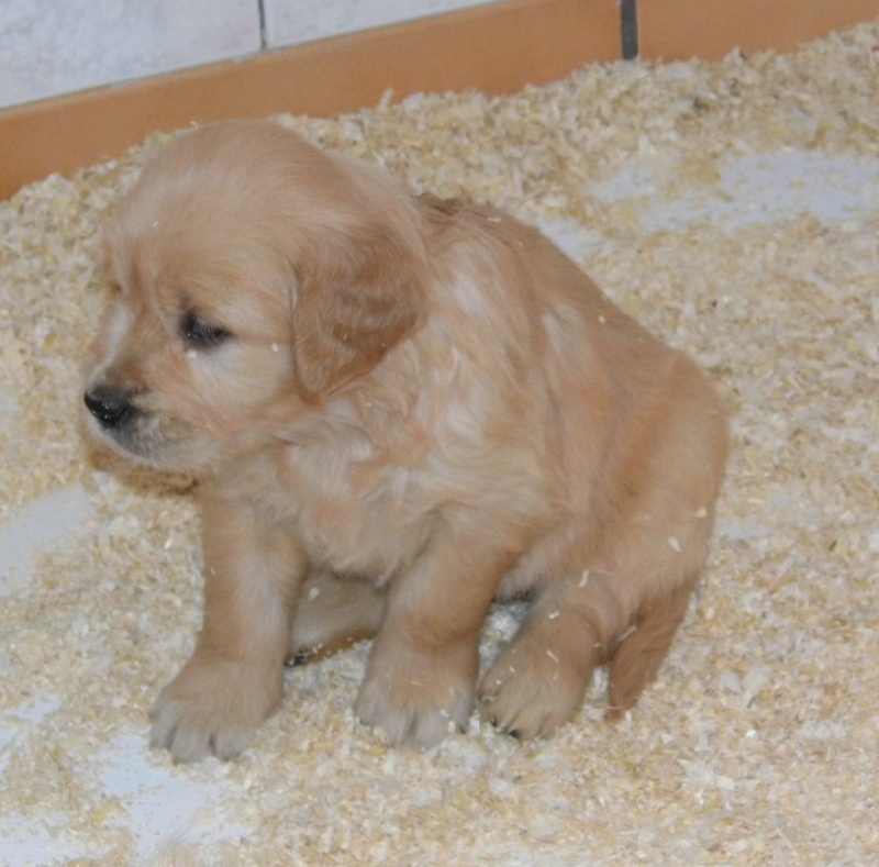 Bébés de Cassiopée et Axo 2013