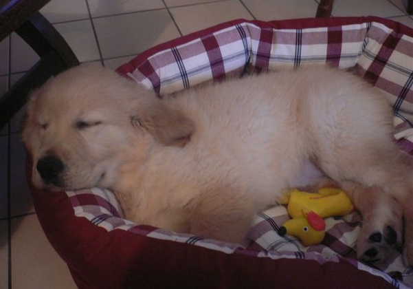 Cyrano