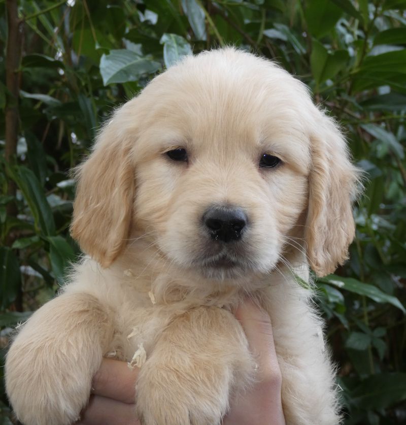 de la Vallée des Brumes du Scorff - Golden Retriever - Portée née le 05/11/2018